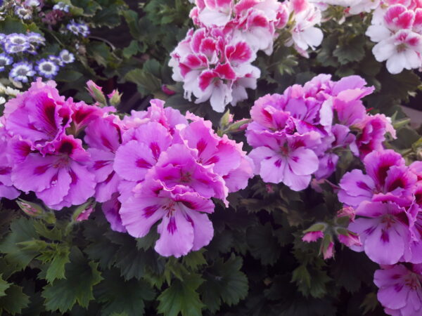 Edelgeranie - Pelargonium
