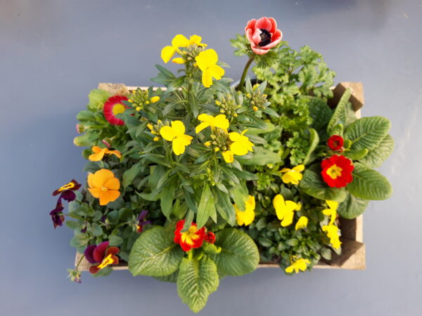 Frühlingskistla "Sonnenschein"