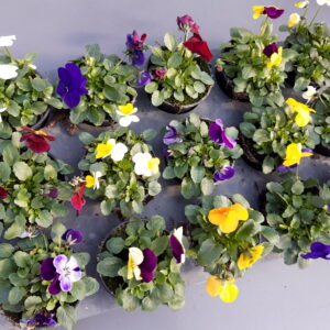 Hornveilchen 15er-Set - Viola c.