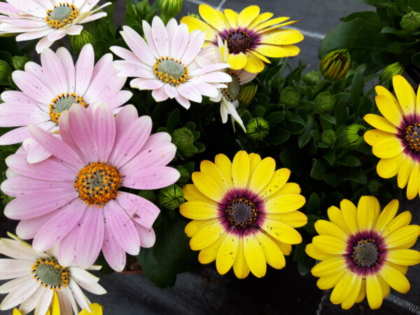 Kapkörbchen - Osteospermum