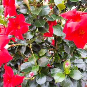 Dipladenia-Busch