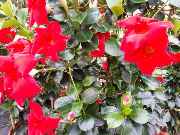 Dipladenia-Busch