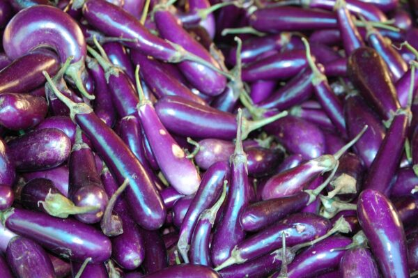 Türkische Aubergine - veredelt