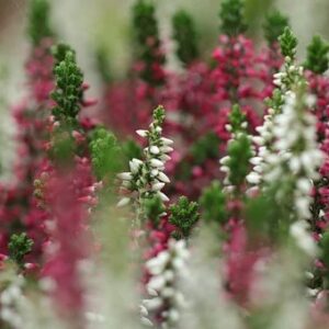 Knospenheide 'Twins' - Calluna v.