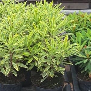 Wolfsmilch - Euphorbia