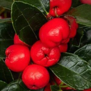 Scheinbeere - Gaultheria p.