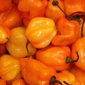 Chilis einmal um die Welt