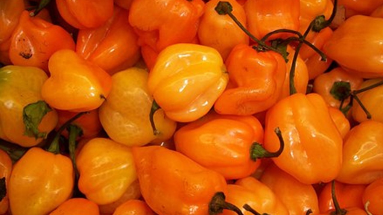 Chilis einmal um die Welt