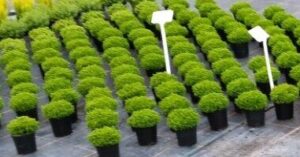 Strauchveronika - Hebe 'Green Globe'