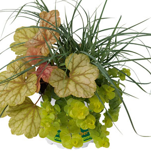 Herbstzauber Mix