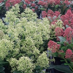 Blütenskimmie - Skimmia j.