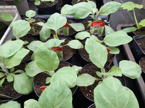Mini-Aubergine 'Jackpot'