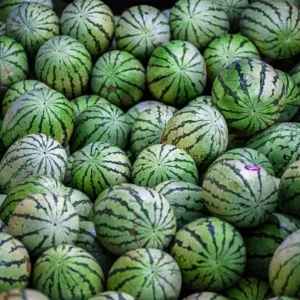 Mini-Wassermelone