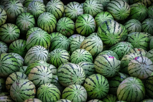 Mini-Wassermelone